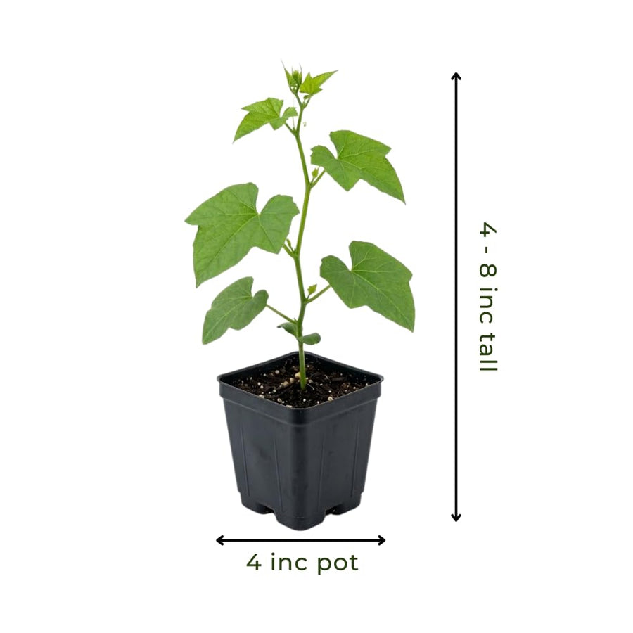 2 Loofah Plants Live, Luffa Plant Live, 4-8 Inc, 4 Inc Pot, Luffa Live Plant for Backyard Vegetable Garden