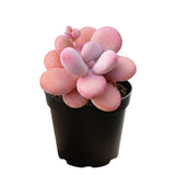Pink Succulent Plant Live in 2'' Pot, Rare Succulent for Indoor Outdoor Planting, Easy Care Houseplant, 3-4'' Tall