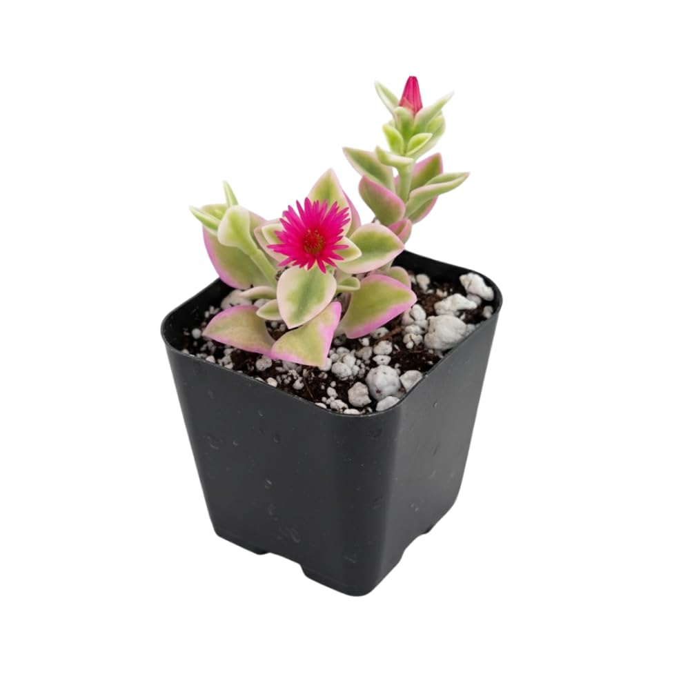 Variegated Baby Sun Rose Live Plant, Pink Ice Plant, Variegated Succulent, 2 Inch Pot for Indoor Outdoor Houseplant