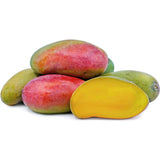Grafted Mango Tree Live, 2 Feet Tall, Tropical Pride Mango Fruit Tree for Outdoor Planting