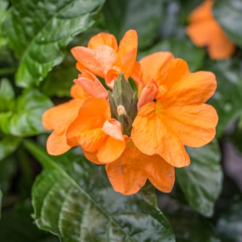 Pack of 4 Orange Crossandra Plants, 3-5 inch Tall Crossandra Plant Live for Planting Outdoor, Perennial Tropical Flower Plants
