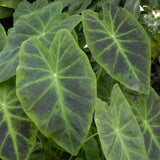 Light Green Black Colocasia Plants, 3-6" Elephant Ear Esculenta Taro Alocasia Live Plant for Outdoor Planting, Alocasia Plants Bare Root, No Pot, Live Colocasia Houseplant