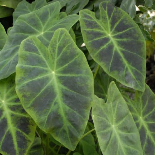 Light Green Black Colocasia Plants, 3-6" Elephant Ear Esculenta Taro Alocasia Live Plant for Outdoor Planting, Alocasia Plants Bare Root, No Pot, Live Colocasia Houseplant