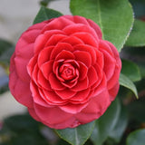 Live Red Camellia Plant in 4" Pot, Camellia Japonica 1 Year Old Seedling Outdoor Growing