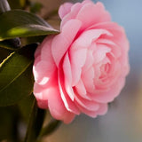 Live Pink Camellia Plant in 4" Pot, Camellia Japonica 1 Year Old Seedling Outdoor Growing