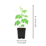 White Jade Bitter Melon Plant Live for Planting, Bitter Melon Live Plant, 6-8 Inc Tall, 4 Inc Pot, Bitter Gourd Vine for Backyard Vegetable Garden