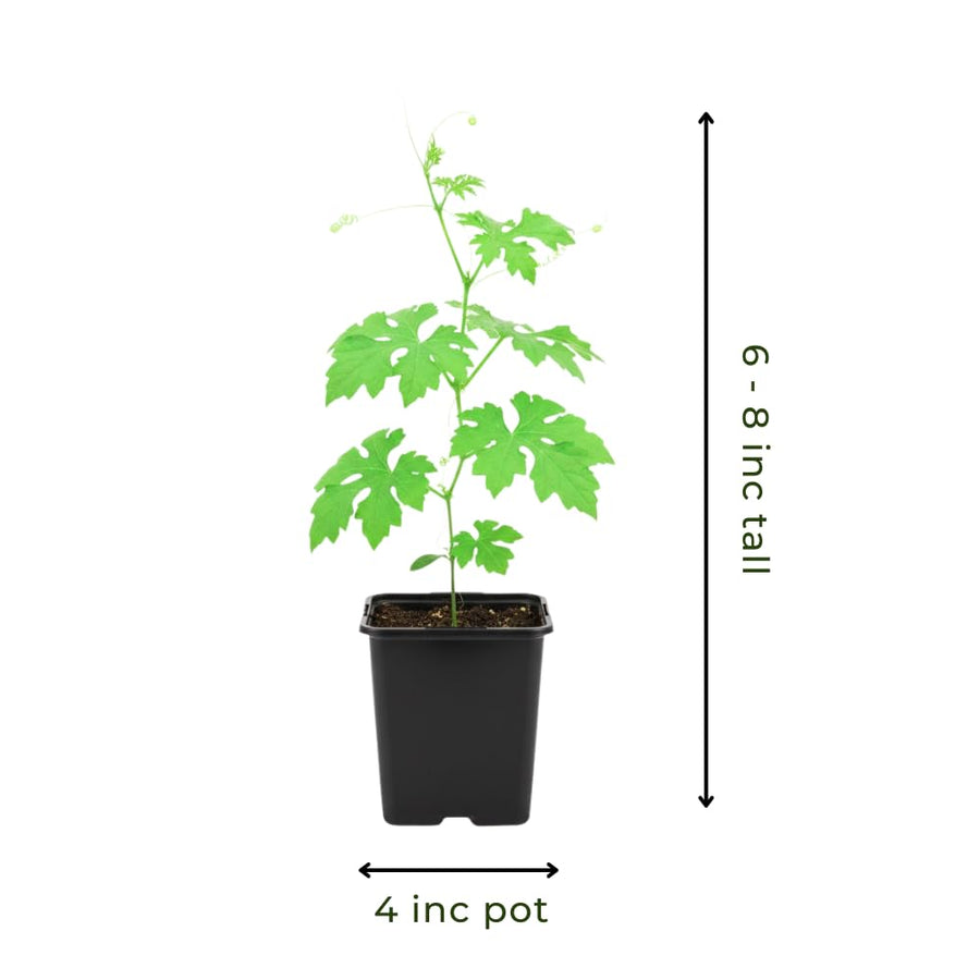 White Jade Bitter Melon Plant Live for Planting, Bitter Melon Live Plant, 6-8 Inc Tall, 4 Inc Pot, Bitter Gourd Vine for Backyard Vegetable Garden