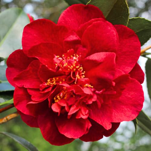 Live Red Camellia Plant in 4" Pot, Camellia Japonica 1 Year Old Seedling Outdoor Growing