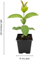 Pink Guava Tree Live Plant, Guava Plant Live, 8 to 10 Inches Tall, Sweet Tropical Fruit Tree for Indoor Outdoor Growing