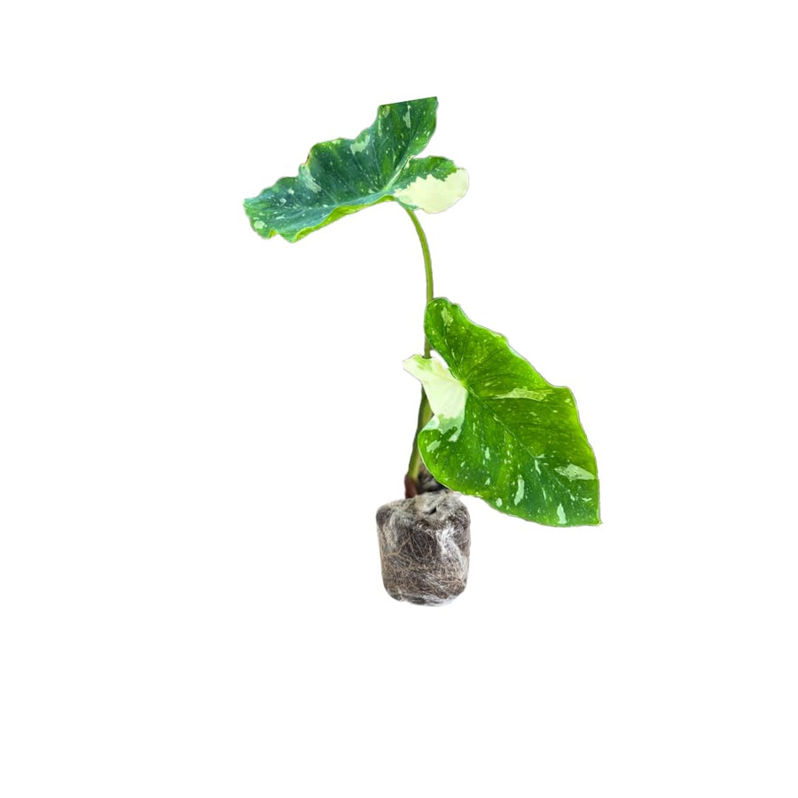 Elephant Ear Plants, Green White Colocasia Plant, Colocasia Alocasia Esculenta Taro for Indoor Outdoor Gardens, Very Cold Hardy