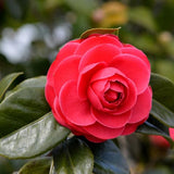 Live Red Camellia Plant in 4" Pot, Camellia Japonica 1 Year Old Seedling Outdoor Growing