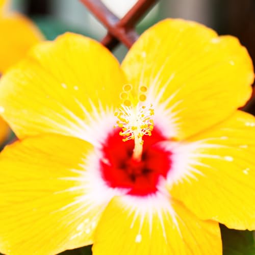 Hibiscus Flower Plant, Hardy Hibiscus Plants Live, Tropical Hibiscus Plant, Yellow Hibiscus - Zone 10 to 12, Size 5 to 7 Inch Tall
