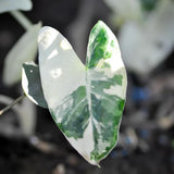 Variegated Green White Colocasia Plants, 3-6" Elephant Ear Esculenta Taro Alocasia Live Plant for Outdoor Planting, Alocasia Plants Bare Root, No Pot, Live Colocasia Houseplant