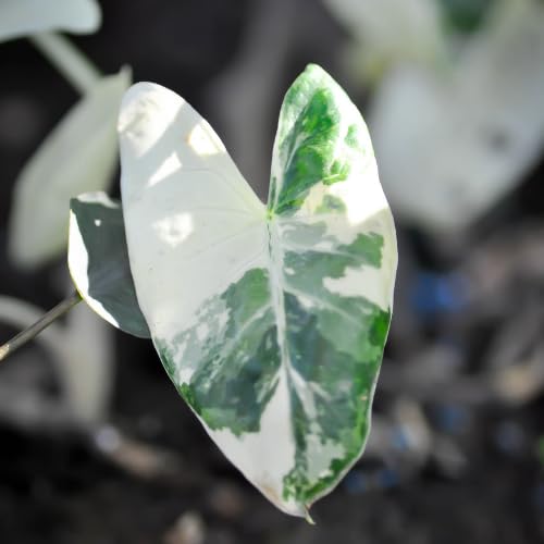 Variegated Green White Colocasia Plants, 3-6" Elephant Ear Esculenta Taro Alocasia Live Plant for Outdoor Planting, Alocasia Plants Bare Root, No Pot, Live Colocasia Houseplant