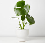 Monstera Plant Live, Rare Tropical Monstera Well Rooted, Live Philodendron Indoor Houseplant 4-8 Inches Ready to Grow (Deliciosa Monstera)