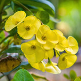 Euphorbia Milii Live Plant, Crown of Thorns Live Plant, Mix Flower Houseplant, 5-8 Inc Tall, Cold Hardy (Yellow)