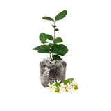 Night Blooming Jasmine Plant Live, Fragrant Jasmine Flowering Vine Plant 4-9 Inch, Climbing Jasmines Well Rooted Houseplant Indoor Outdoor