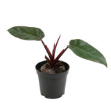 Set of 2 Live Red Green Philodendron Plants in 4 Inch Pots, Tropical Indoor Houseplants with Variegated Foliage, Ready to Grow