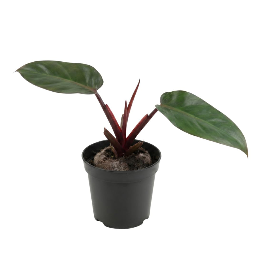 Set of 2 Live Red Green Philodendron Plants in 4 Inch Pots, Tropical Indoor Houseplants with Variegated Foliage, Ready to Grow