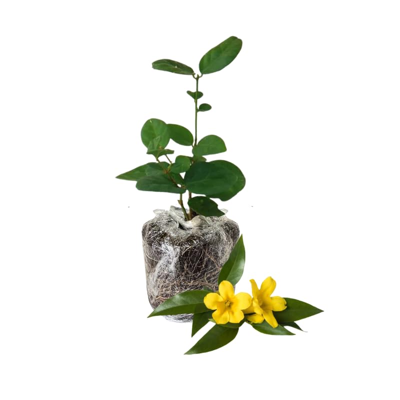 Yellow Jasmine Plant Live, Arabian Jasmine Flowering Vine Plant 4-9 Inch, Climbing Jasmines Well Rooted Houseplant Indoor Outdoor