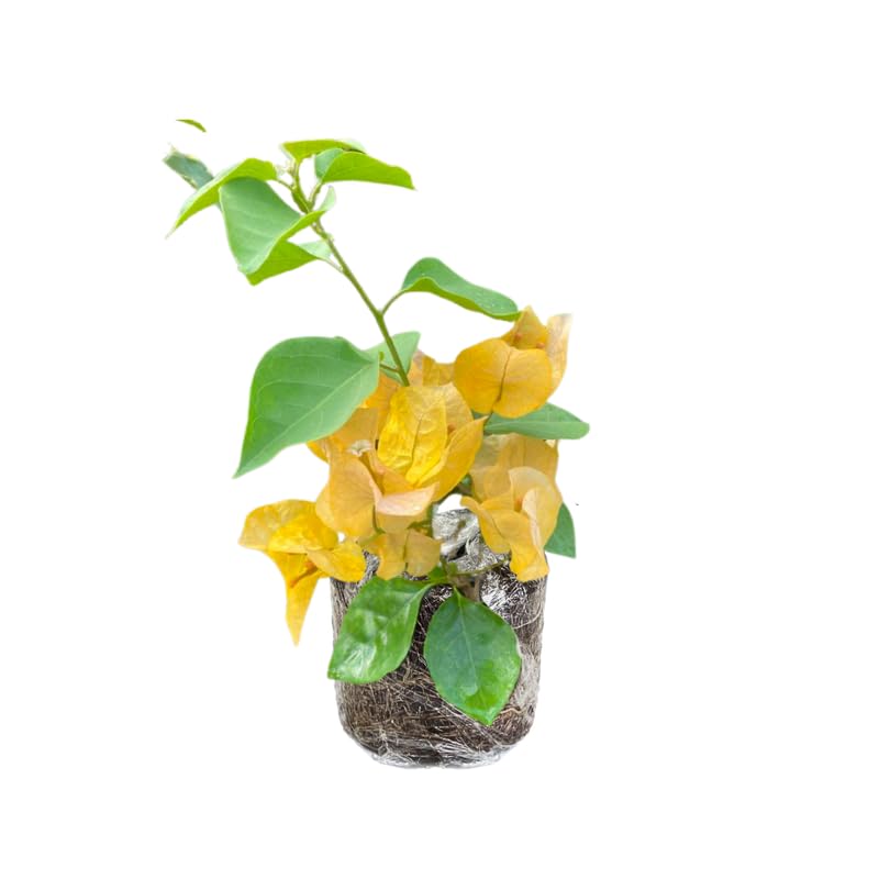 2 Bougainvillea Plants Live, Perennial Bougainvillea Flowers Vine, Outdoor Garden Planting 5-9 Inches