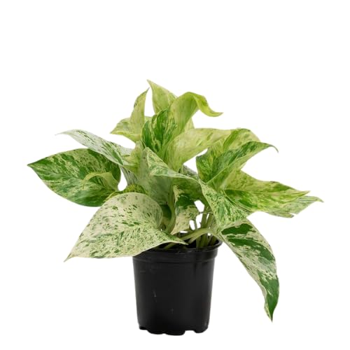 Variegated Green Yellow Pothos Live Plant, 4-6" Tall Hanging Houseplant, Pothos Plant for Indoor Outdoors Garden, Live Houseplants Without Pot