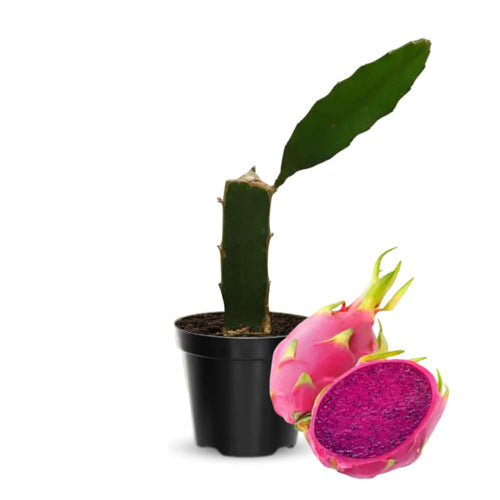 Red Dragon Fruit Plant Live Pot 4 Inc, Dragon Fruit Tree