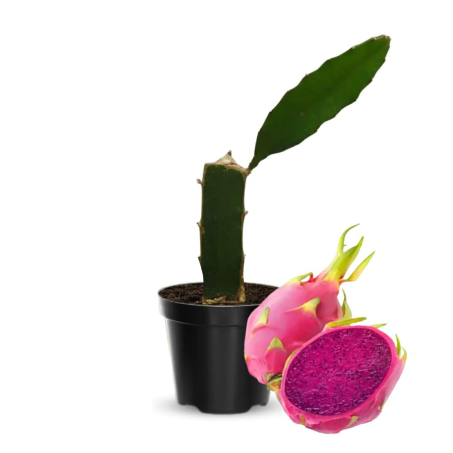 Red Dragon Fruit Plant Live Pot 4 Inc, Dragon Fruit Tree
