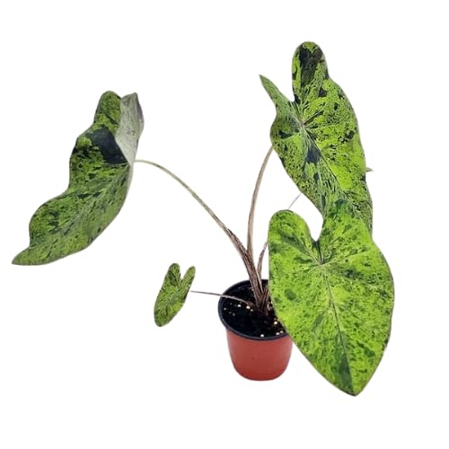 Variegated Green Black Colocasia Plants, 3-6" Elephant Ear Esculenta Taro Alocasia Live Plant for Outdoor Planting, Alocasia Plants Bare Root, No Pot, Live Colocasia Houseplant