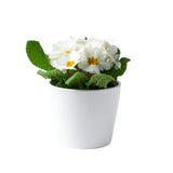 Set of 2 Live White Primrose Plant, Hardy Primrose Flower in 4 Inch Pot, Well Rooted for Indoor or Outdoor Planting