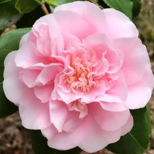 Live Pink Camellia Plant in 4" Pot, Camellia Japonica 1 Year Old Seedling Outdoor Growing