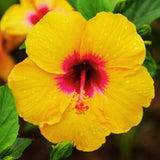 Hibiscus Flower Plant, Hardy Hibiscus Plants Live, Tropical Hibiscus Plant, Yellow Hibiscus - Zone 10 to 12, Size 5 to 7 Inch Tall