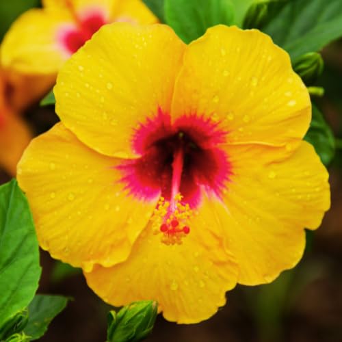 Hibiscus Flower Plant, Hardy Hibiscus Plants Live, Tropical Hibiscus Plant, Yellow Hibiscus - Zone 10 to 12, Size 5 to 7 Inch Tall