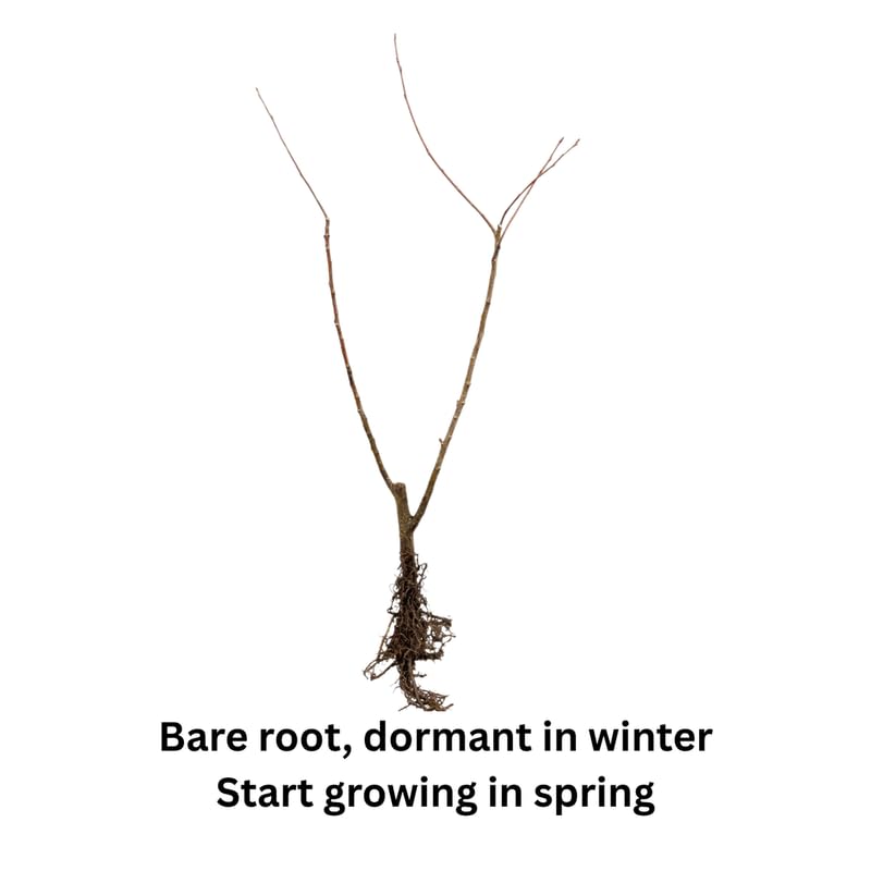 Set 4 Pussy Willow Tree Bare Roots, Flowering Willow Shrub for Landscape, Yard or Outdoor Growing, Bare Roots 6-12 Inch Tall