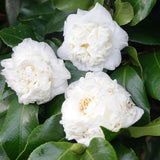 Live White Camellia Plant in 4" Pot, Camellia Japonica 1 Year Old Seedling Outdoor Growing