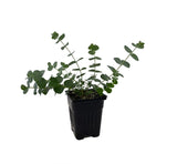 Fragrant Starter Eucalyptus Tree Plant Live, 5-8 Inches Tall, Dormant, Fragrant Leaf for Home Decor, Ready for Transplant (Baby Blue)