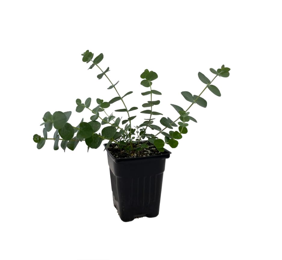 Fragrant Starter Eucalyptus Tree Plant Live, 5-8 Inches Tall, Dormant, Fragrant Leaf for Home Decor, Ready for Transplant (Baby Blue)