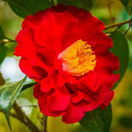 Live Red Camellia Plant in 4" Pot, Camellia Japonica 1 Year Old Seedling Outdoor Growing