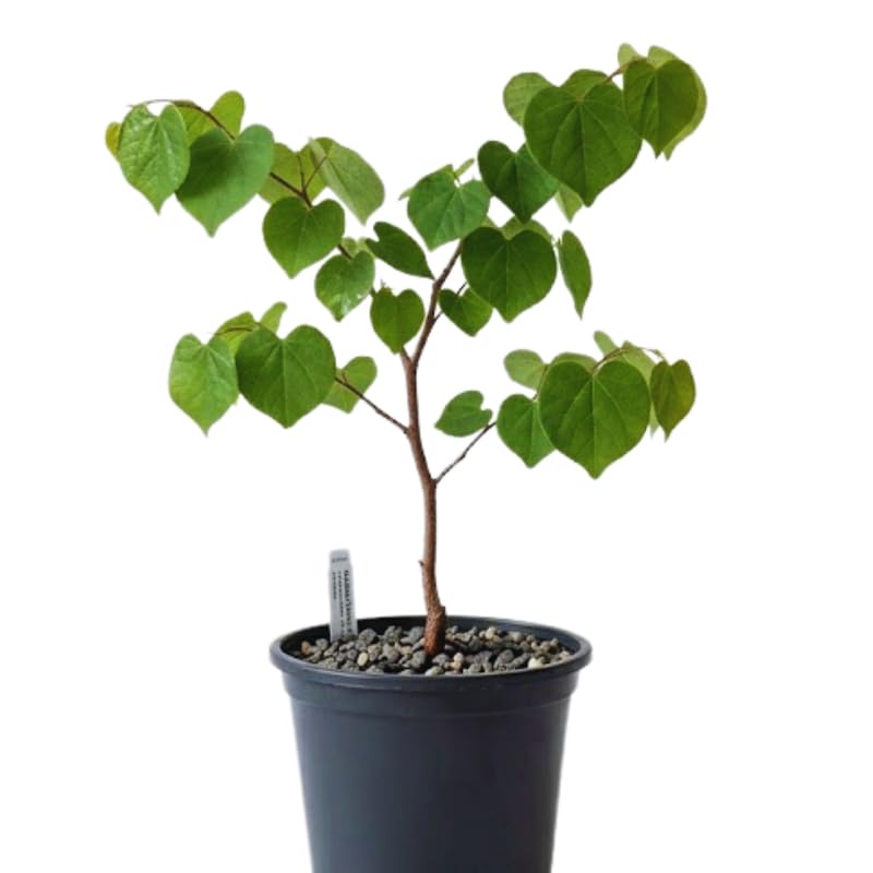 Eastern Redbud Tree Live Plant, Cold Hardy Redbud Tree Live Plant, Red Bud Plant in Quart Pot, Easy to Plant