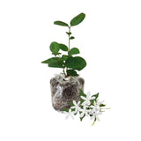 Star Jasmine Plant Live, Arabian Jasmine Flowering Vine Plant 4-9 Inch, Climbing Jasmines Well Rooted Houseplant Indoor Outdoor