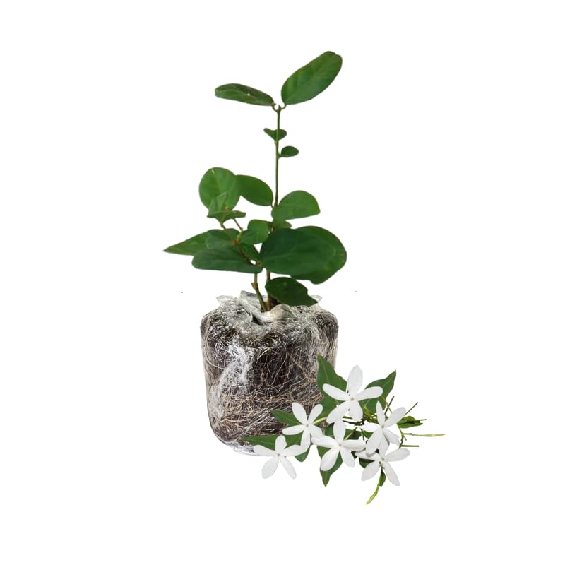 Star Jasmine Plant Live, Arabian Jasmine Flowering Vine Plant 4-9 Inch, Climbing Jasmines Well Rooted Houseplant Indoor Outdoor