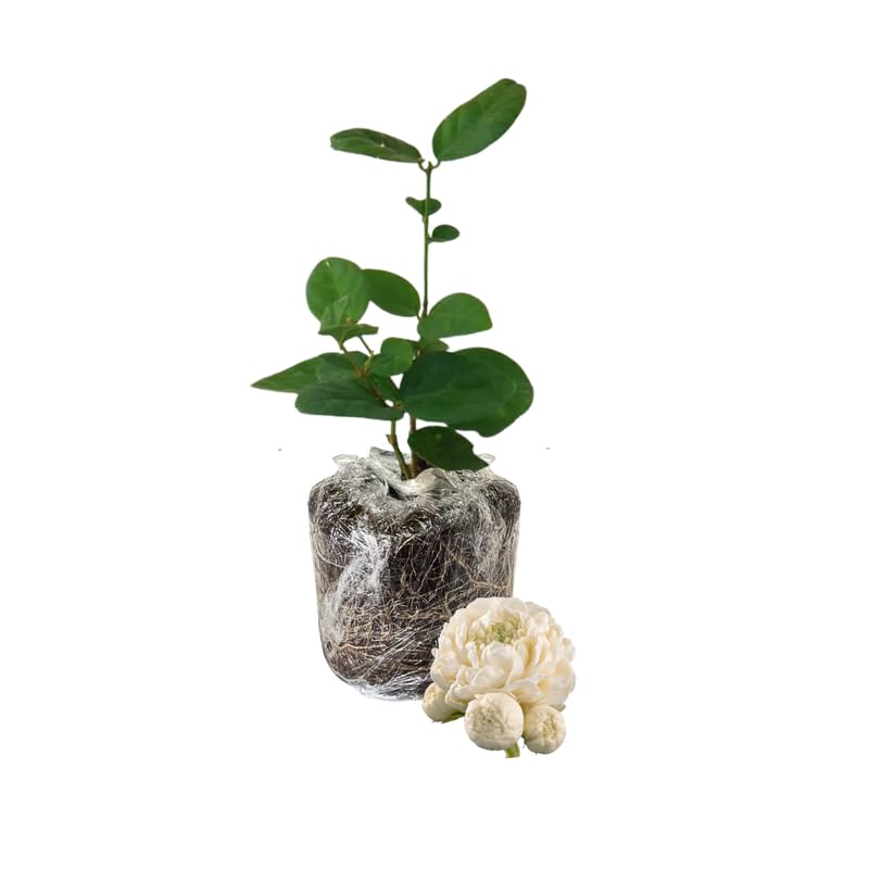 Grand Duke Jasmine Plant Live, Arabian Jasmine Flowering Vine Plant 4-9 Inch, Climbing Jasmines Well Rooted Houseplant Indoor Outdoor