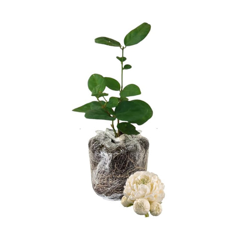 Grand Duke Jasmine Plant Live, Arabian Jasmine Flowering Vine Plant 4-9 Inch, Climbing Jasmines Well Rooted Houseplant Indoor Outdoor