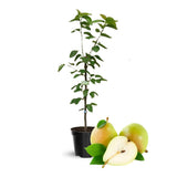 Pear Tree Live Plant, Pear Plant Tree, 2 to 3 Feet Tall, Pear Live Plant, Sweet Fruit Plant