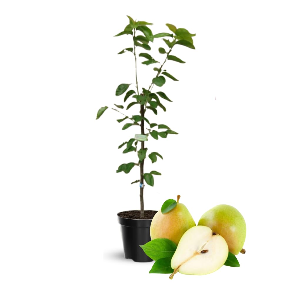 Pear Tree Live Plant, Pear Plant Tree, 2 to 3 Feet Tall, Pear Live Plant, Sweet Fruit Plant