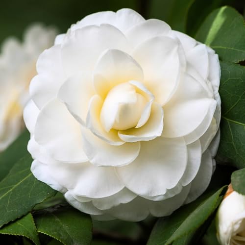 Live White Camellia Plant in 4" Pot, Camellia Japonica 1 Year Old Seedling Outdoor Growing