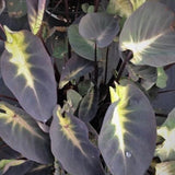Dark Green Yellow Colocasia Plants, 3-6" Elephant Ear Esculenta Taro Alocasia Live Plant for Outdoor Planting, Alocasia Plants Bare Root, No Pot, Live Colocasia Houseplant