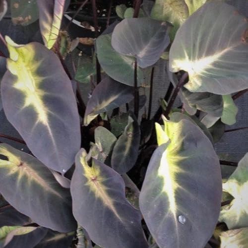 Dark Green Yellow Colocasia Plants, 3-6" Elephant Ear Esculenta Taro Alocasia Live Plant for Outdoor Planting, Alocasia Plants Bare Root, No Pot, Live Colocasia Houseplant