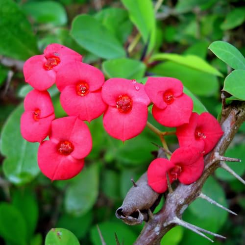 Euphorbia Milii Live Plant, Crown of Thorns Live Plant, Mix Flower Houseplant, 5-8 Inc Tall, Cold Hardy (Pink)