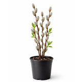 Pussy Willow Plant in 2.5-Inch Pot, 6-12 Inch Tall Willow Tree Plants for Gardening